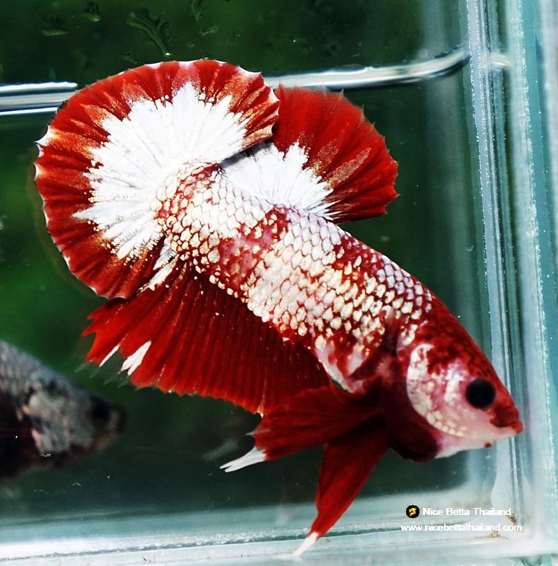 Fancy Copper Red Plakat, Male Betta Fish