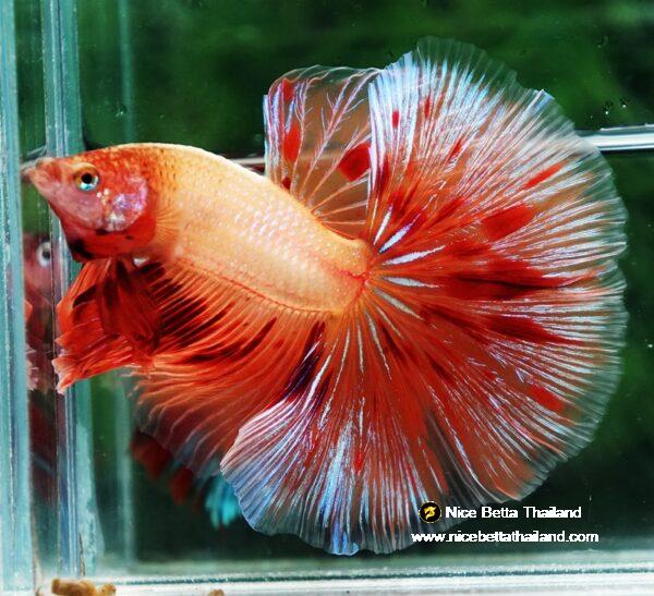 Betta fish OHM Big Armageddon Meteor By Nice Betta Thailand