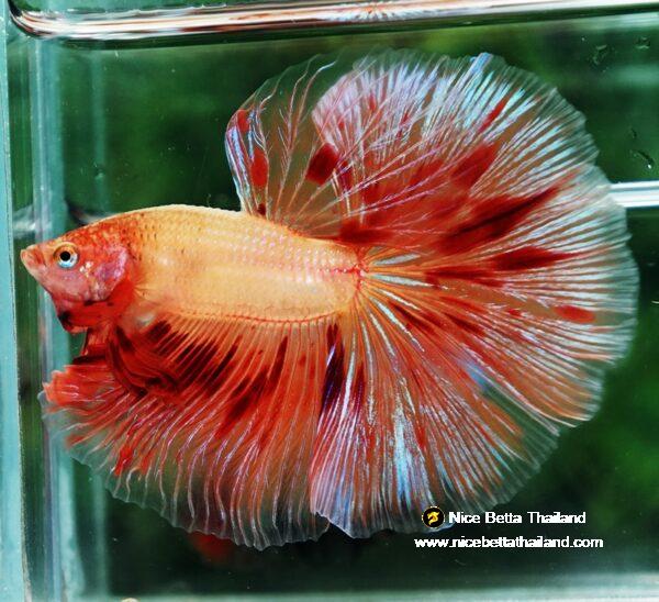 Betta fish OHM Big Armageddon Meteor By Nice Betta Thailand