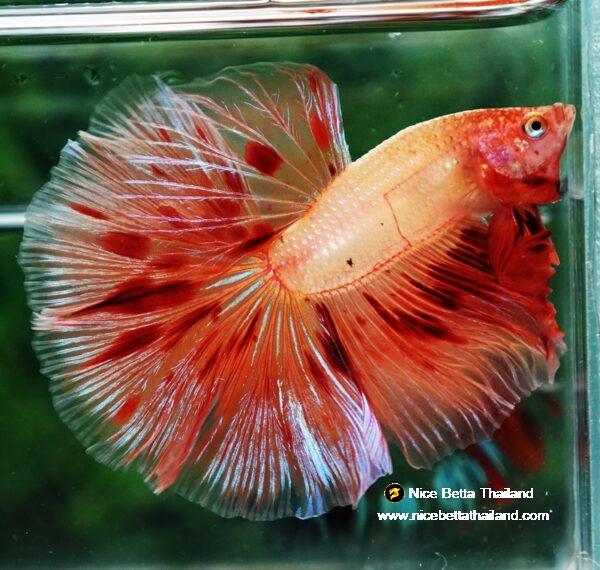 Betta fish OHM Big Armageddon Meteor By Nice Betta Thailand