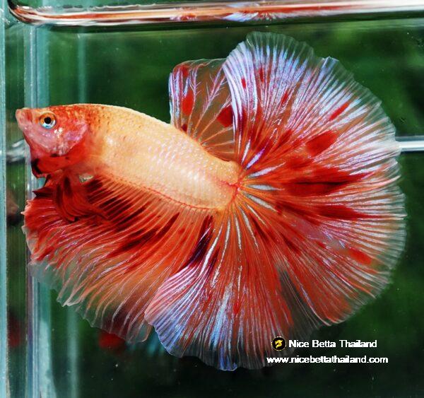 Betta fish OHM Big Armageddon Meteor By Nice Betta Thailand