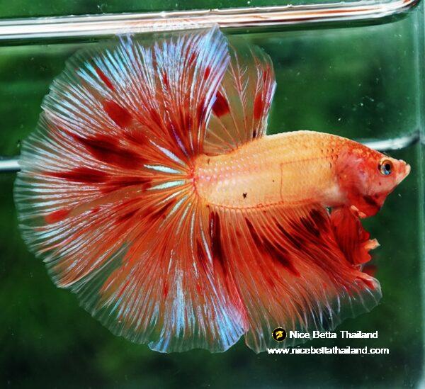 Betta fish OHM Big Armageddon Meteor By Nice Betta Thailand