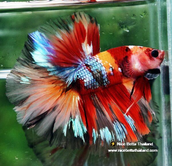 Betta fish HM Prince Multicolor Romania Flag by Nice Betta Thailand