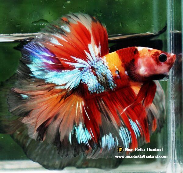 Betta fish HM Prince Multicolor Romania Flag by Nice Betta Thailand