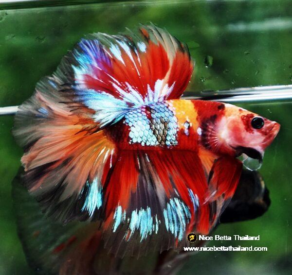 Betta fish HM Prince Multicolor Romania Flag by Nice Betta Thailand