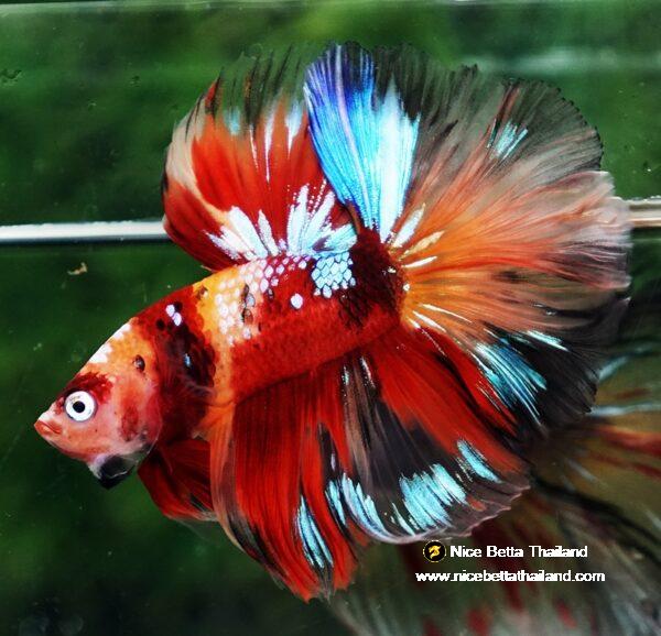 Betta fish HM Prince Multicolor Romania Flag by Nice Betta Thailand