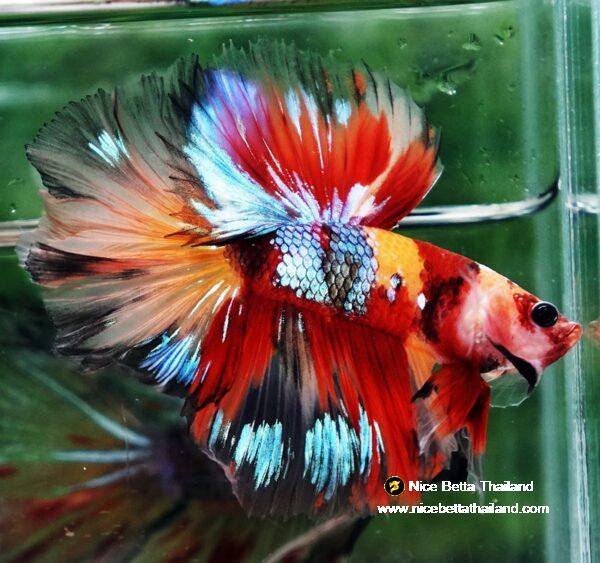 Betta fish HM Prince Multicolor Romania Flag by Nice Betta Thailand