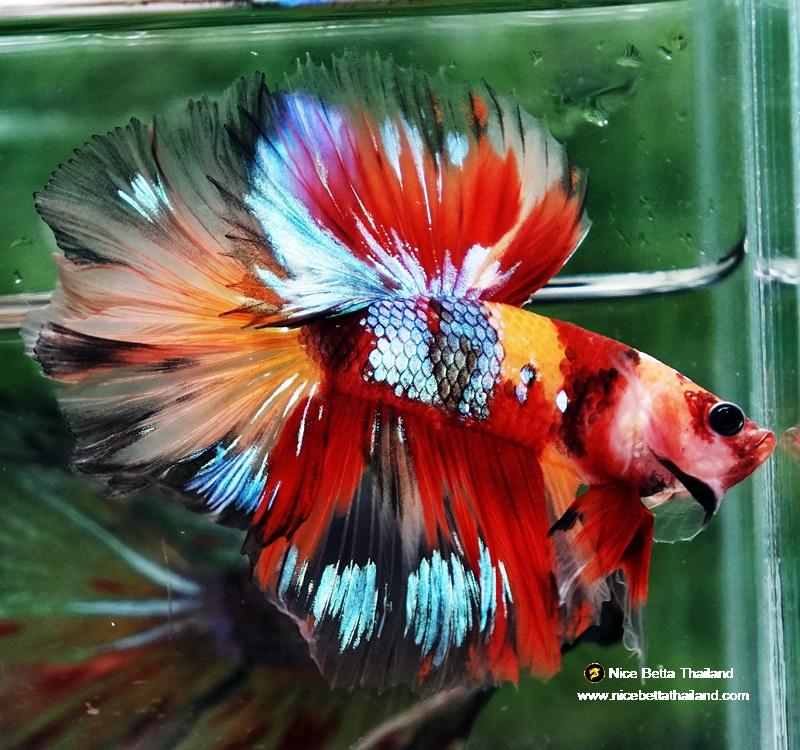 Betta fish HM Prince Multicolor Romania Flag by Nice Betta Thailand