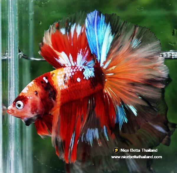 Betta fish HM Prince Multicolor Romania Flag by Nice Betta Thailand