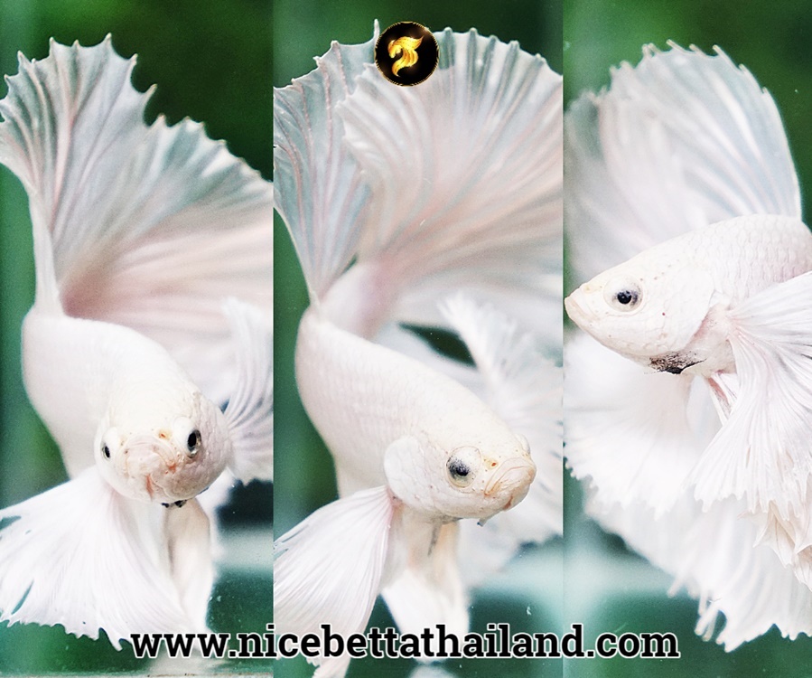 Betta white