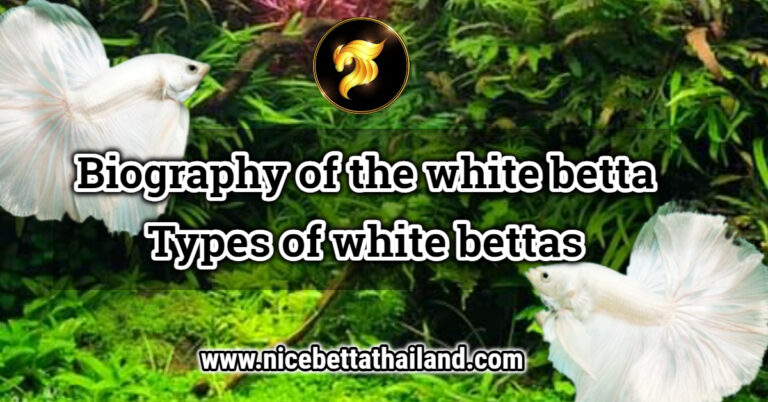 Biography of the white betta fish