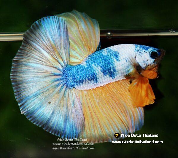 Betta fish OHM Prince of the Macaw by Nice Betta Thailand