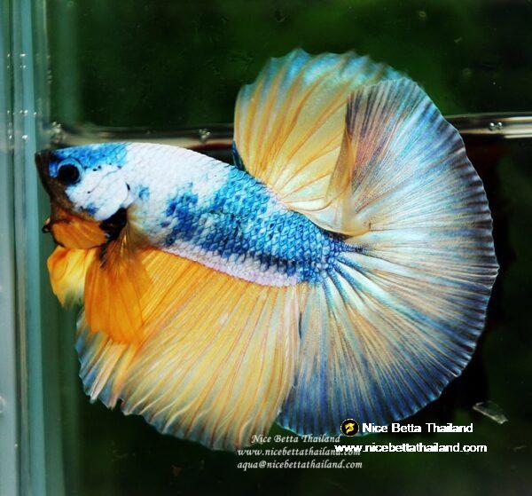 Betta fish OHM Prince of the Macaw by Nice Betta Thailand