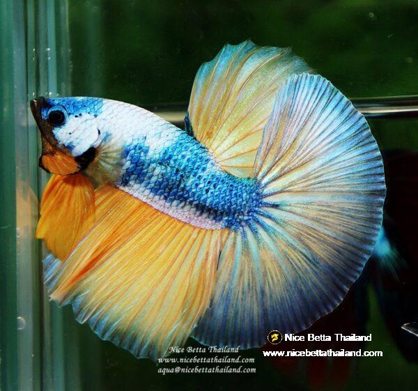 Betta fish OHM Prince of the Macaw by Nice Betta Thailand