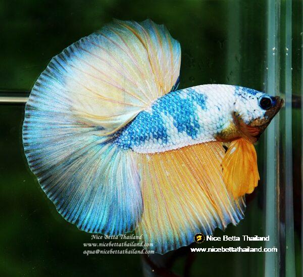 Betta fish OHM Prince of the Macaw by Nice Betta Thailand