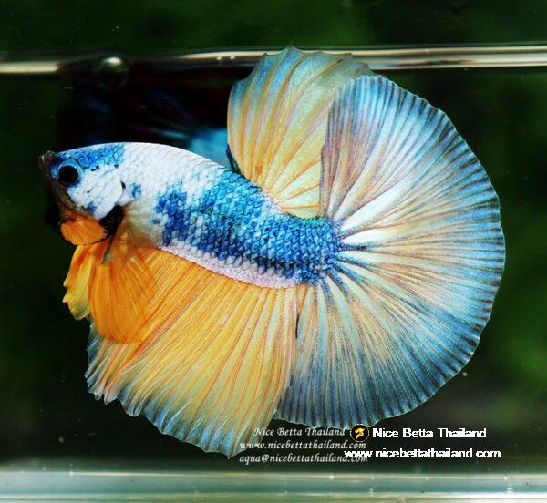 Betta fish OHM Prince of the Macaw by Nice Betta Thailand