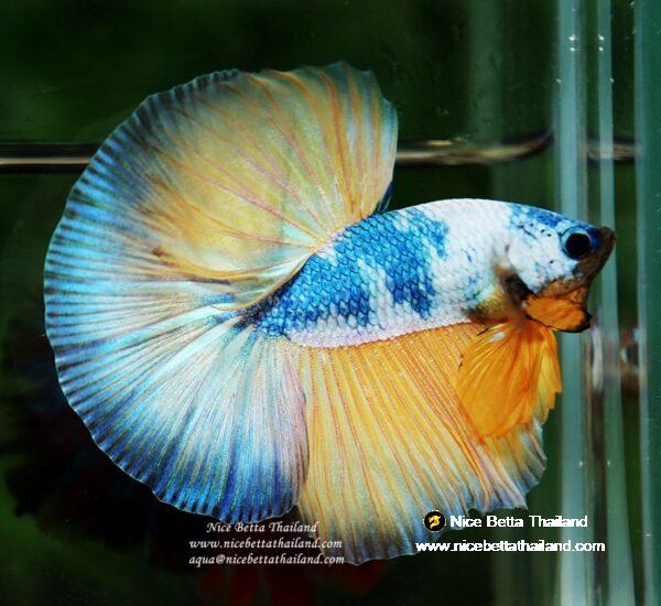 Betta fish OHM Prince of the Macaw by Nice Betta Thailand