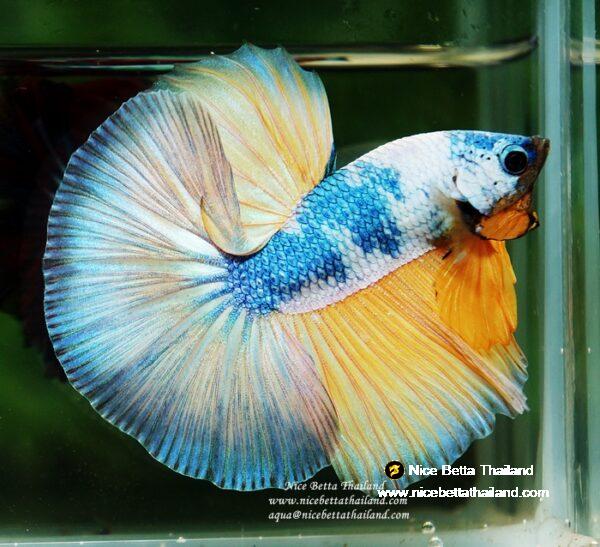 Betta fish OHM Prince of the Macaw by Nice Betta Thailand