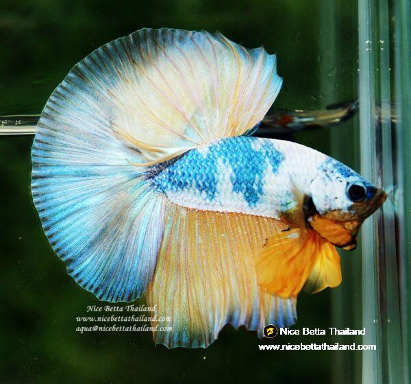 Betta fish OHM Prince of the Macaw by Nice Betta Thailand