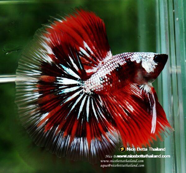 Betta fish OHM Samurai Halloween by Nice Betta Thailand