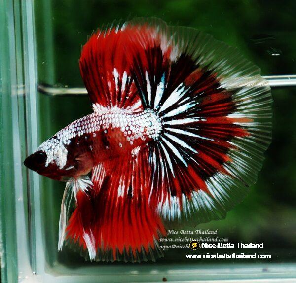 Betta fish OHM Samurai Halloween by Nice Betta Thailand