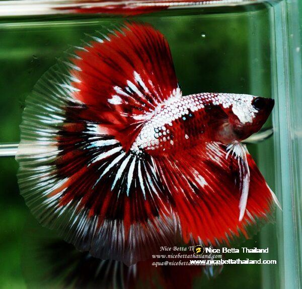 Betta fish OHM Samurai Halloween by Nice Betta Thailand