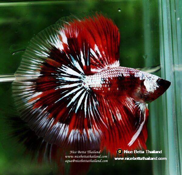 Betta fish OHM Samurai Halloween by Nice Betta Thailand