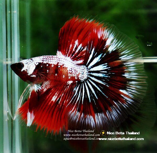 Betta fish OHM Samurai Halloween by Nice Betta Thailand