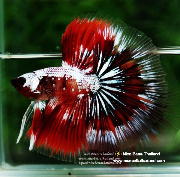 Betta fish OHM Samurai Halloween by Nice Betta Thailand