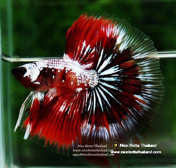 Betta fish OHM Samurai Halloween by Nice Betta Thailand