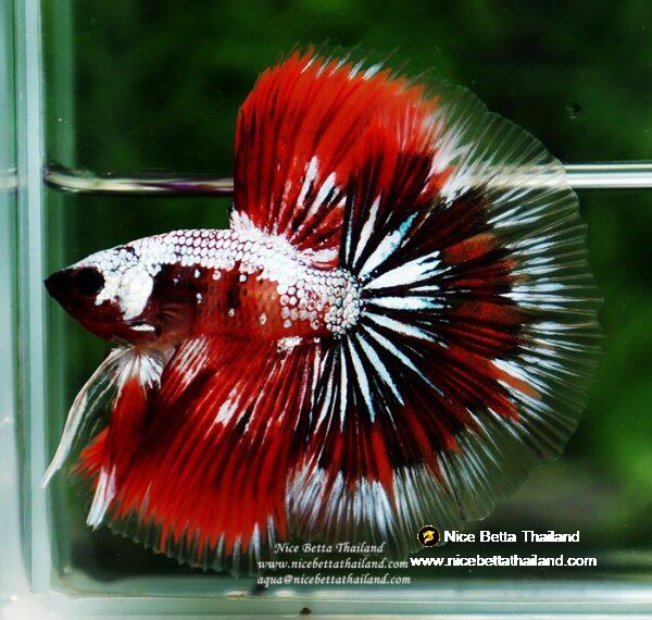 Betta fish OHM Samurai Halloween by Nice Betta Thailand