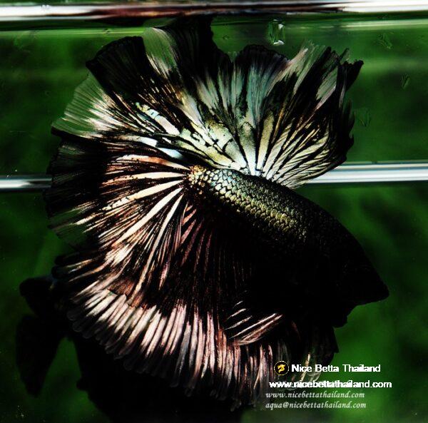 Betta fish OHM King of Copper Vampire (Large fin) by Nice Betta Thailand