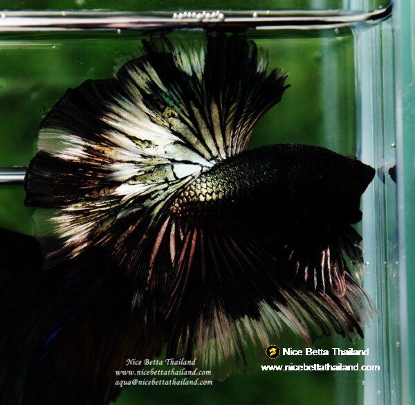 Betta fish OHM King of Copper Vampire (Large fin) by Nice Betta Thailand