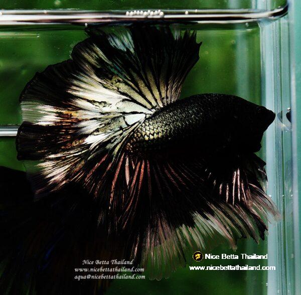 Betta fish OHM King of Copper Vampire (Large fin) by Nice Betta Thailand