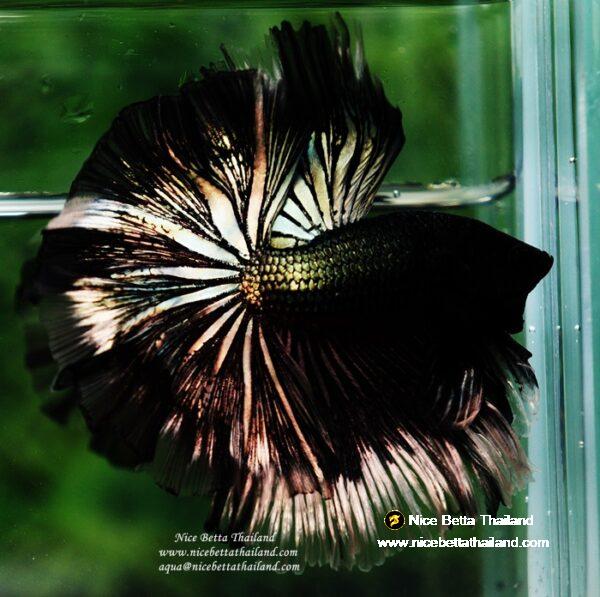 Betta fish OHM King of Copper Vampire (Large fin) by Nice Betta Thailand