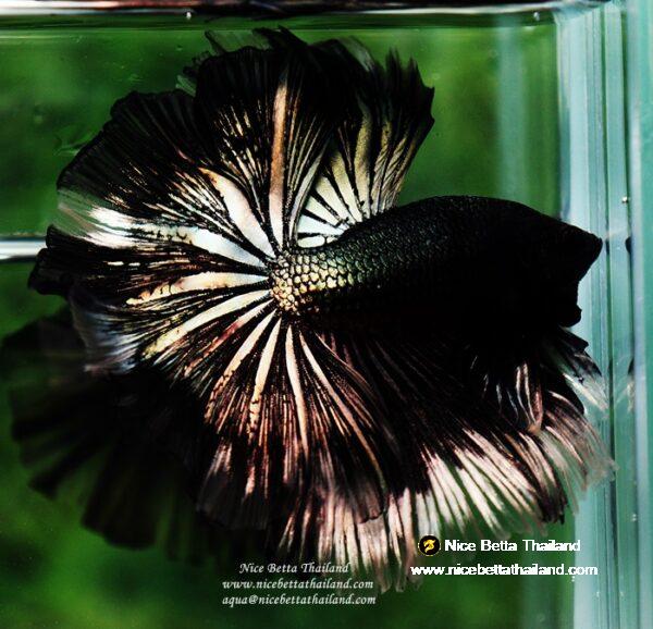 Betta fish OHM King of Copper Vampire (Large fin) by Nice Betta Thailand