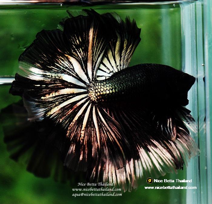 Betta fish OHM King of Copper Vampire (Large fin) by Nice Betta Thailand