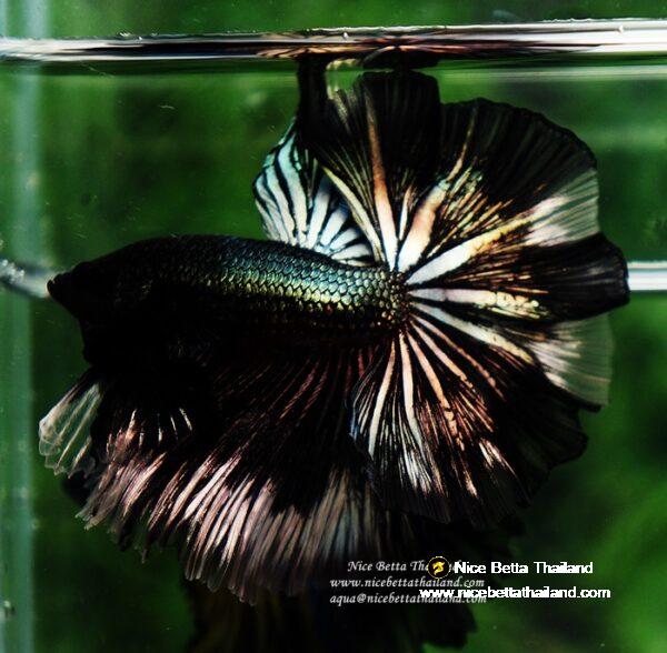 Betta fish OHM King of Copper Vampire (Large fin) by Nice Betta Thailand