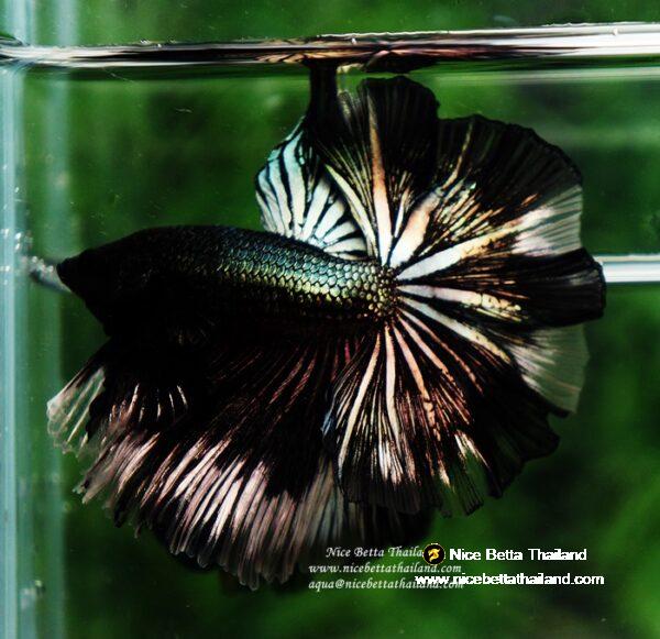 Betta fish OHM King of Copper Vampire (Large fin) by Nice Betta Thailand