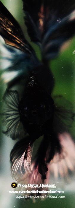 Betta fish OHM King of Copper Vampire (Large fin) by Nice Betta Thailand