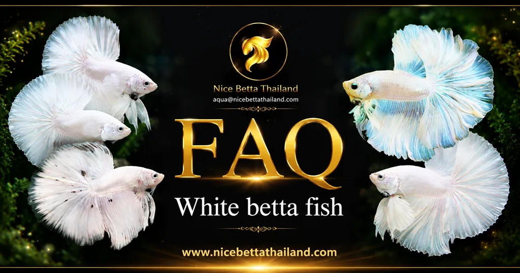 FAQ White Betta Fish