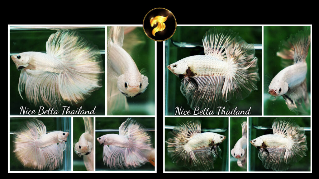 White Dragon betta fish by Nice Betta Thailand