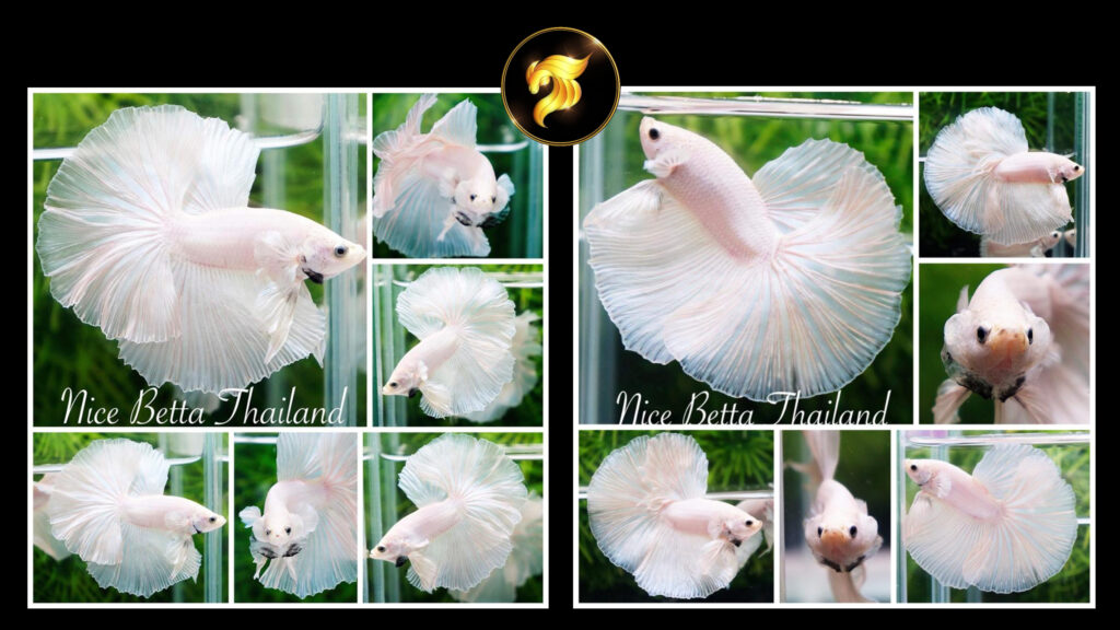 White Opaque by Nice Betta Thailand