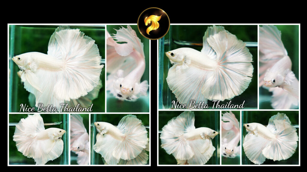 White platinum betta fish by Nice Betta Thailand