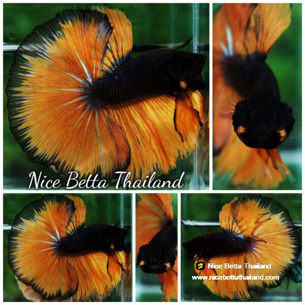 Betta fish Black Pumpkin Black Ring
