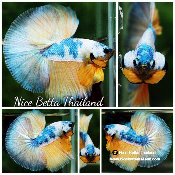 Betta fish OHM Prince of the Macaw by Nice Betta Thailand