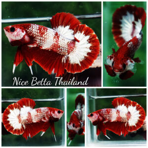 Betta fish OHMPK Sparkle Fancy Red Zebra (Ultra Rare)