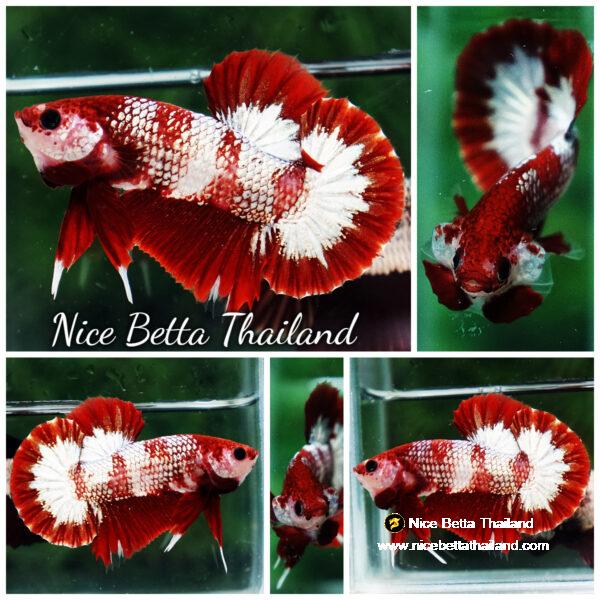 Betta fish OHMPK Sparkle Fancy Red Zebra (Ultra Rare)