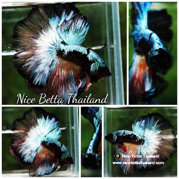 Betta fish OHM Samurai Halloween Warrior