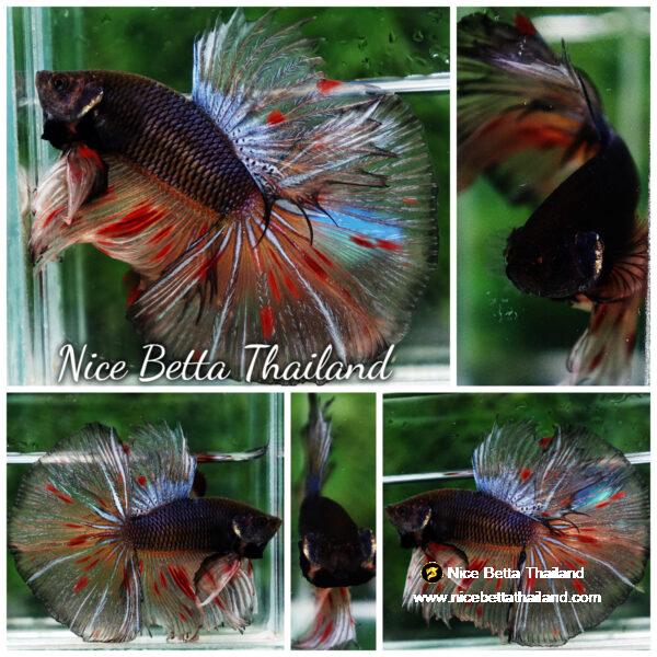 Betta fish HM Big Dark Amageddon Meteor